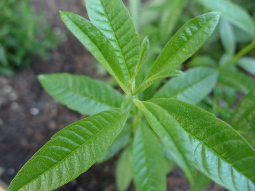 Lemon Verbena which can be infused in hot water for drinking